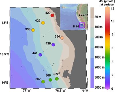 Controls on the Silicon Isotope Composition of Diatoms in the Peruvian Upwelling